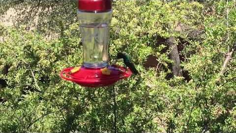 Watch: Hummingbirds and wild turkeys in Madera Canyon